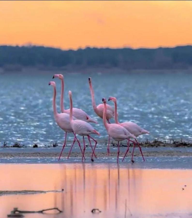 Le Soupir Des Palmiers. Ideal Couple, Piscine, Mer La Grande-Motte Zewnętrze zdjęcie